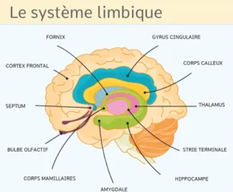 Figure 1  : représentation des structures de l’encéphale composant le système limbique 