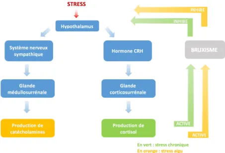 Figure 2  : Relation entre le stress, le système limbique, les « hormones du stress » et le bruxisme