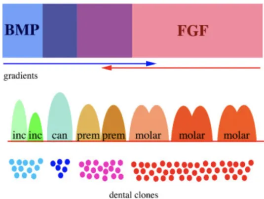Figure 4 : Représentation schématique de l’importance des molécules de la  signalisation épithéliale et des cellules mésenchymateuses dérivées des crêtes  neurales pour la création de la diversité de formes dentaires chez l’homme (83)