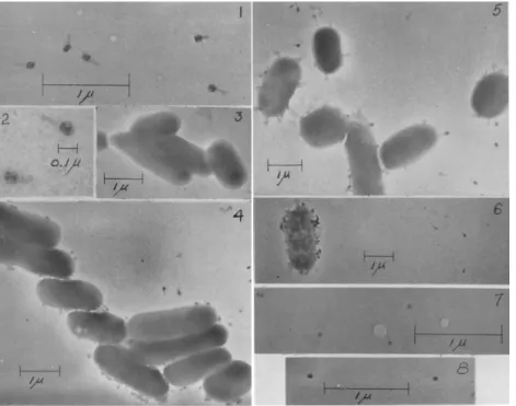 Figure 1 : Premières photographies des bactériophages actifs contre Escherichia coli publiées par  Luria en 1942 (30)