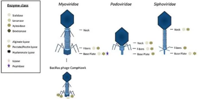 Figure 5 : La dégradation du polysaccharide capsulaire bactérien par une glycanase transmise par  les phages (59)