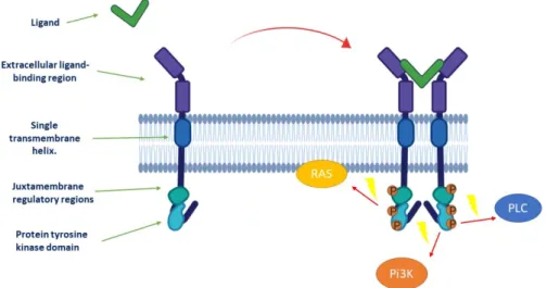 Figure 1. Activation of tyrosine kinase receptor.  Ligand binding stabilizes connections between  monomeric receptors to form an active dimer, which in turn activates the intracellular kinase