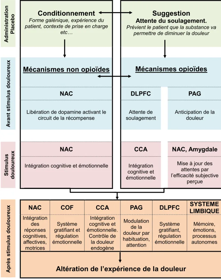 Figure 3 : Représentation schématique des facteurs et mécanismes impliqués dans la  réduction de la douleur lors de l’administration d’un placebo
