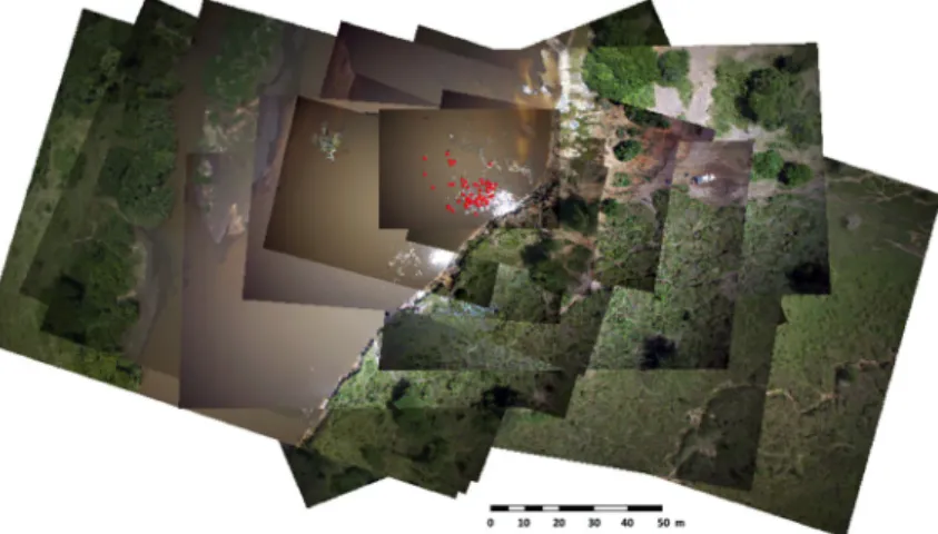 Fig 4. Overlap of 15 geo-referenced images. Red dots are the detected hippopotamuses recorded in the vector layer.