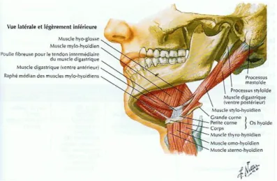 Figure 13: Le trigone submandibulaire (38 p119) 
