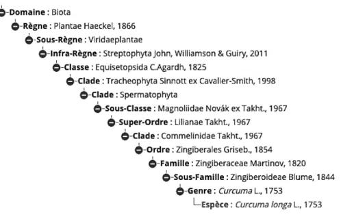 Figure 1: Classification phylogénétique du curcuma  Inventaire national du patrimoine national 