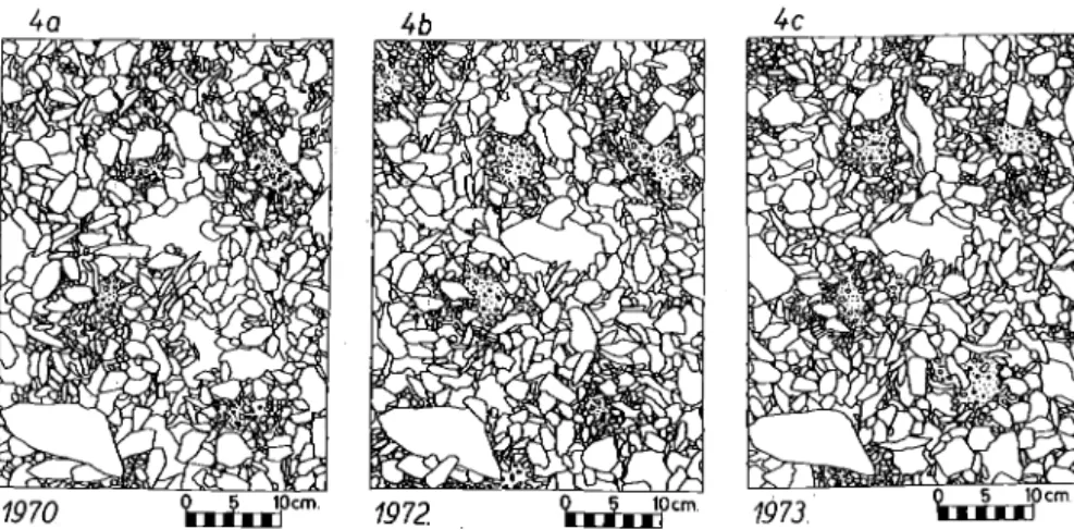 Fig. 4:  En  1968,  de  petits  polygones  triés  ont  été  recouverts  d'une  nappe  de  petits  cailloux