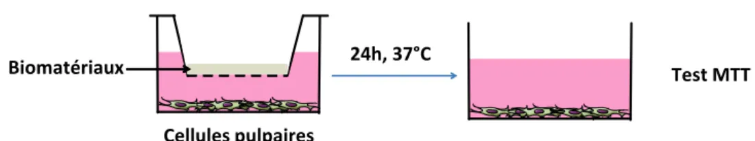 Figure 2 :  Test de toxicité des biomatériaux de restauration sur les cellules pulpaires