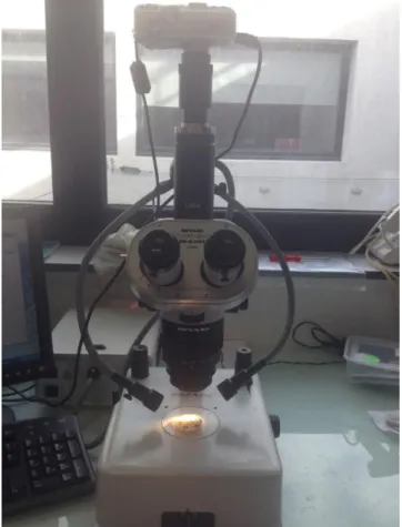 Figure 14: Microscope optique 