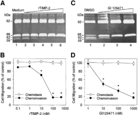 Figure 4: MMP inhibitors block pro-MMP-2 activation and reduce HT1080 invasiveness through type IV  collagen