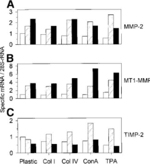 Figure 5: Influence of TPA, ConA, and ECM components on MMP-2 (A), MT1-MMP (B), and TIMP-2 (C)  steady-state mRNA levels