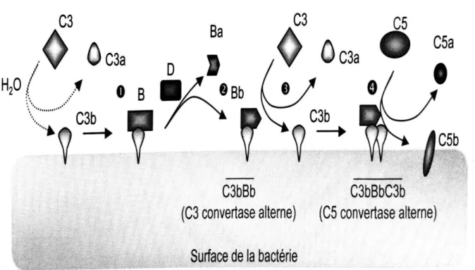 Figure 3 : Voie alterne (21)                                                              