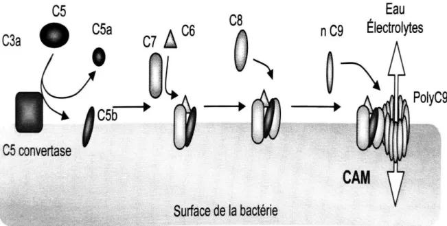Figure 4 : Formation du complexe d'attaque membranaire (21) 