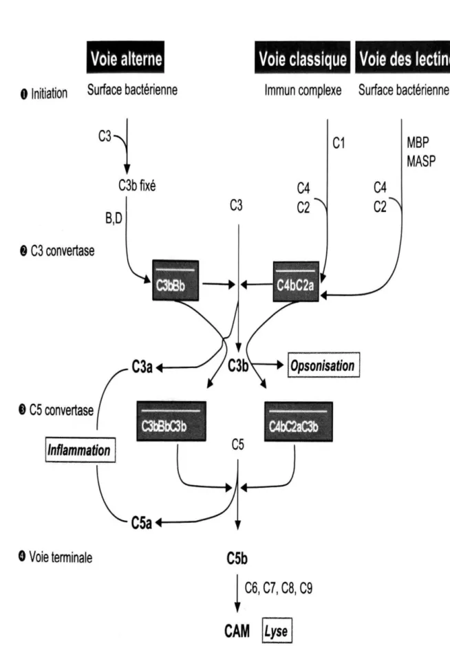 Figure 5 : Schéma récapitulatif de l'activation du système du complément (21) 