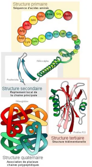 Figure 1 : Les différentes structures des protéines dans l’espace 