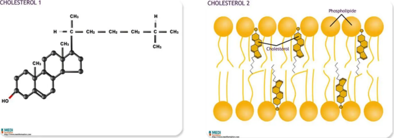 Figure 8 : Structure et conformation du cholestérol 