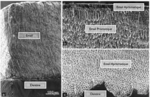 Figure 8 : Microphotographies en microscopie électronique à balayage de la structure amélaire ; (a) La couche prismatique  de l’émail forme la majorité de l’épaisseur amélaire ; (b) L’émail de surface est dépourvu de bâtonnets ; (c) Couche amélaire 