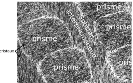 Figure 9 : Email prismatique, Microscopie électronique à transmission (13) 