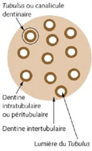 Figure 11 : Description schématique de la structure canaliculaire de la dentine (10) 