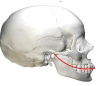 Fig. 22 courbe de spee.  [43 :  Meyerson A .Lateral view of human skull and curve of spee .2015] 