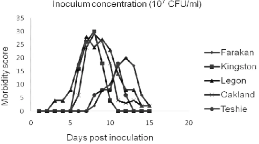 Figure 1b. Inoculum concentration of 10 7  CFU/ml. 