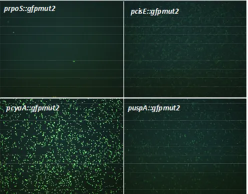 Fig. 6. Epifluorescence microscopy pictures showing the relative intensity of the basal level 22 