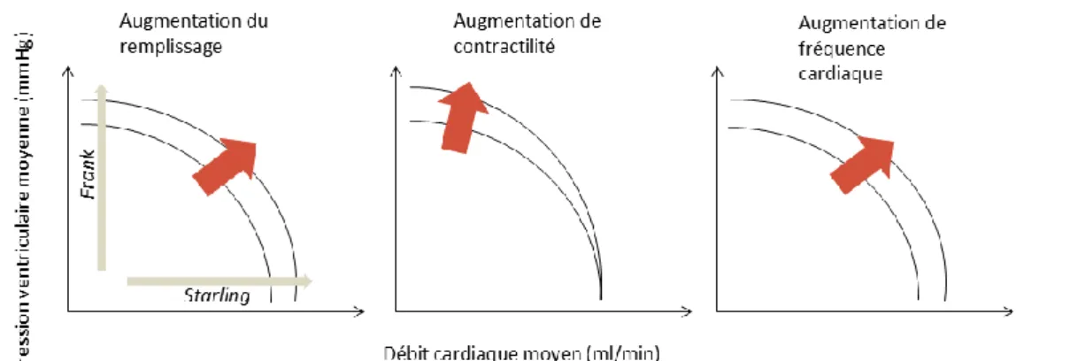 Figure  2.2  Influence  des  conditions  de  remplissage,  de  la  contractilité    et  de  la  fréquence  cardiaque  sur  la  position  des  courbes  caractéristiques  de  pompe  d’un  ventricule gauche isolé