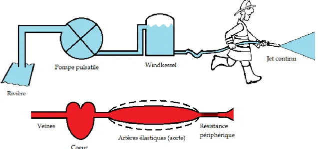 Figure  3.1  Le  concept  de  Windkessel.  Le  réservoir  d’air  est  appelé  « Windkessel »  et les gros vaisseaux ont les mêmes propriétés élastiques que ce réservoir d’air