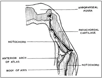 Fig.  7.  Coupe  sagittale  à  travers  l’extrémité  céphalique  de  la  notochorde  d’un  embryon  humain