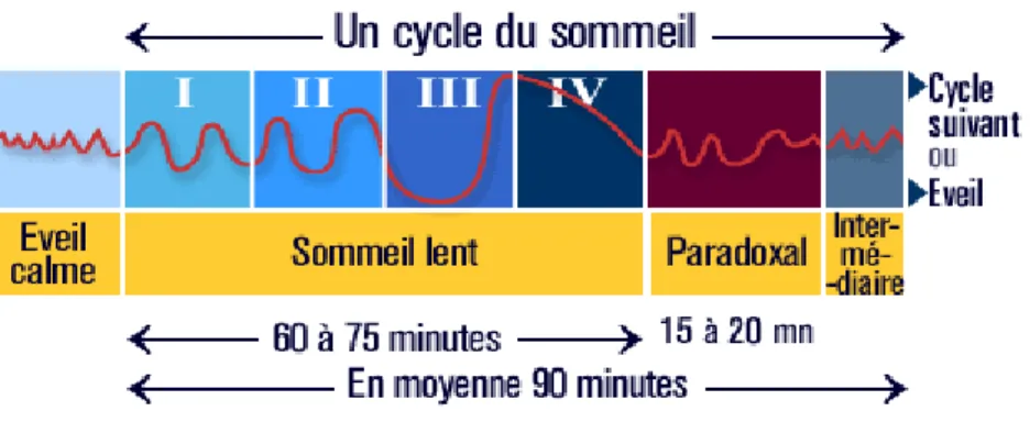 Figure 1 : Cycle et phases du sommeil [17] 