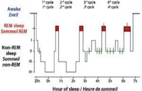 Figure 2 : Hypnogramme. Représentation schématique d’une nuit de sommeil. On remarque 4  cycles du sommeil caractérisés par l’alternance du sommeil non REM (stades I et II  de sommeil léger et stades III et IV de sommeil profond) et du sommeil Rapid eye  m