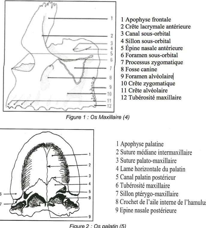 Figure 1 : Os Maxillaire (4) 