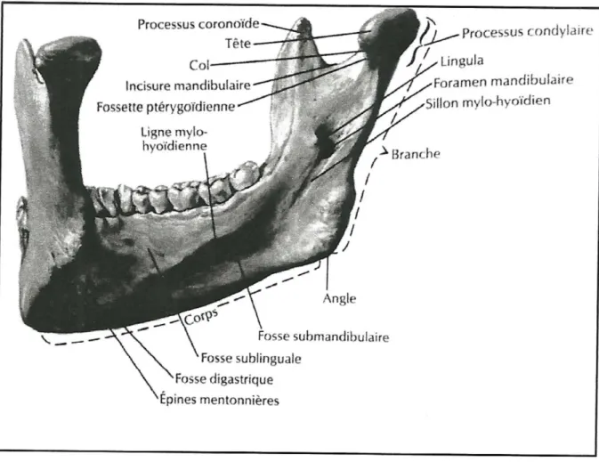 Figure 4 : Mandibule vue postérieure gauche (6) 