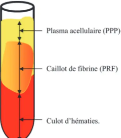 Figure 2 : Composition du tube après centrifugation (6)  D’après Dohan S, and coll.   