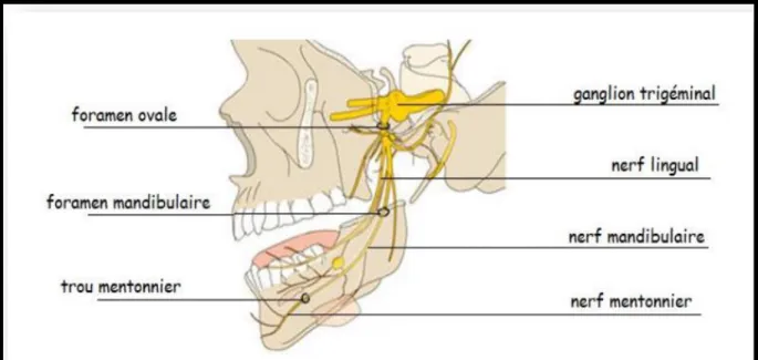 Figure 1 : Innervation mandibulaire par le V3 