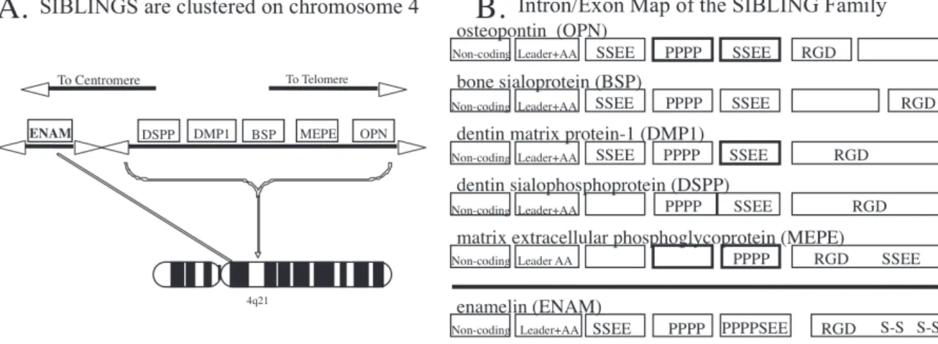 Figure 11 : Le gène de la DSPP sur le chromosome 4 et sa carte d'épissage (49) 