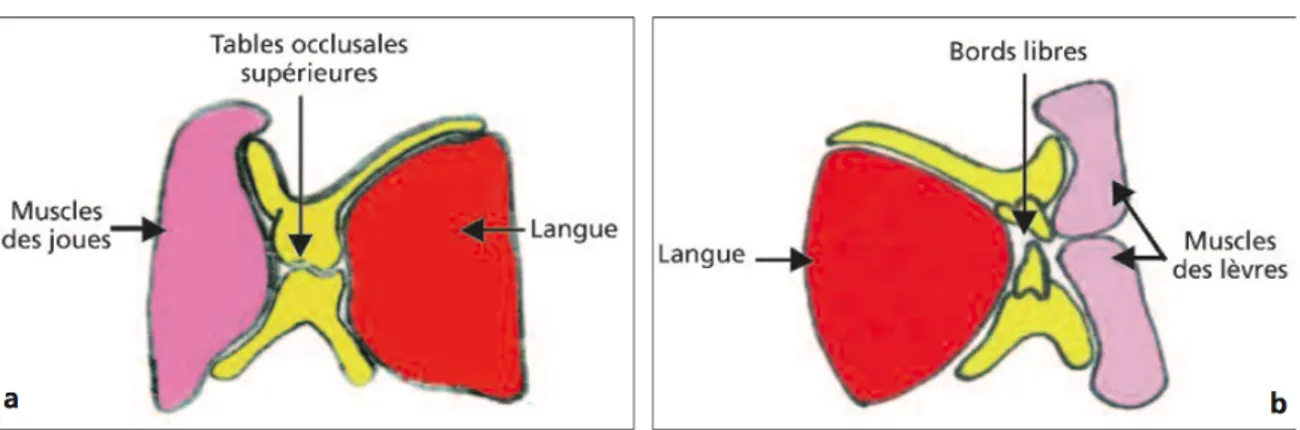 Figure 1 a et b : Coupe frontale (a) et sagittale (b) montrant les structures délimitant le couloir  prothétique (3) 