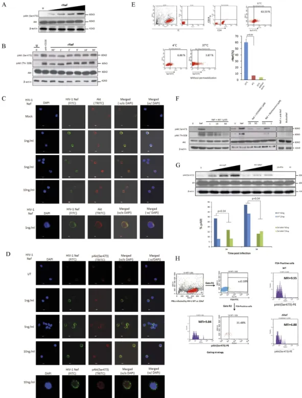 Figure 1.  HIV-1 Nef is internalized by CD4 + T cells and activates Akt in PBLs which is mediated via PI3K  in a dose and time dependent manners