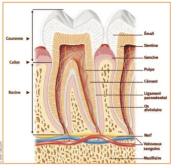 Figure 1-Dessin d'une molaire mandibulaire et de son parodonte (4) 