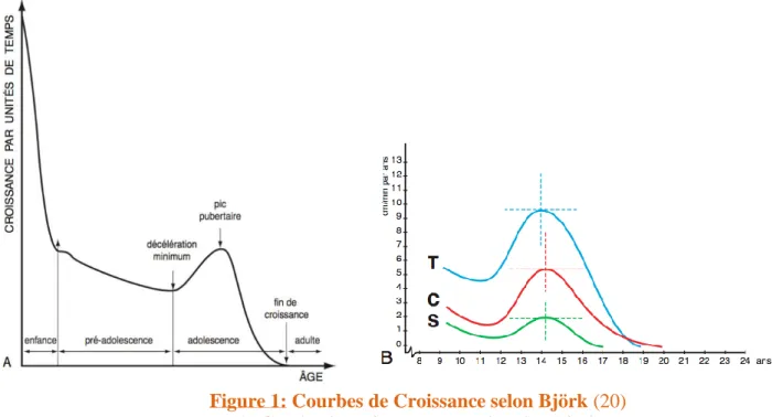 Figure 1: Courbes de Croissance selon Björk (20)  A. Courbe de croissance staturale selon Bjork 