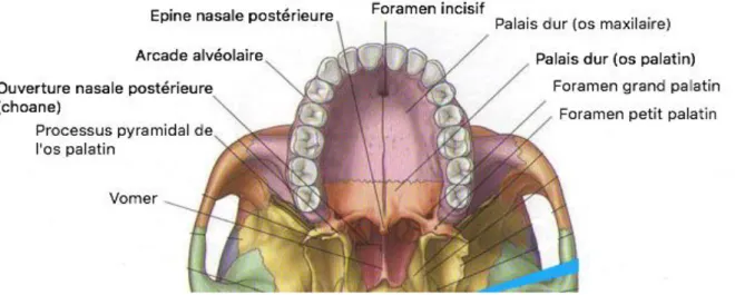 Figure 2 : Schéma de la vue caudale du squelette cranio-facial (22) 