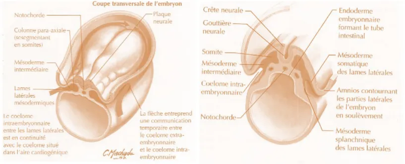 Figure 4 : Illustration du phénomène de neurulation durant la quatrième semaine de  développement