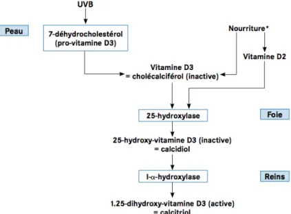 Figure 5 : Métabolisme   de la vitamine D3  44