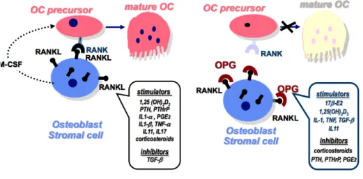 Figure 9 : Mécanisme de la différenciation ostéoclastique  14