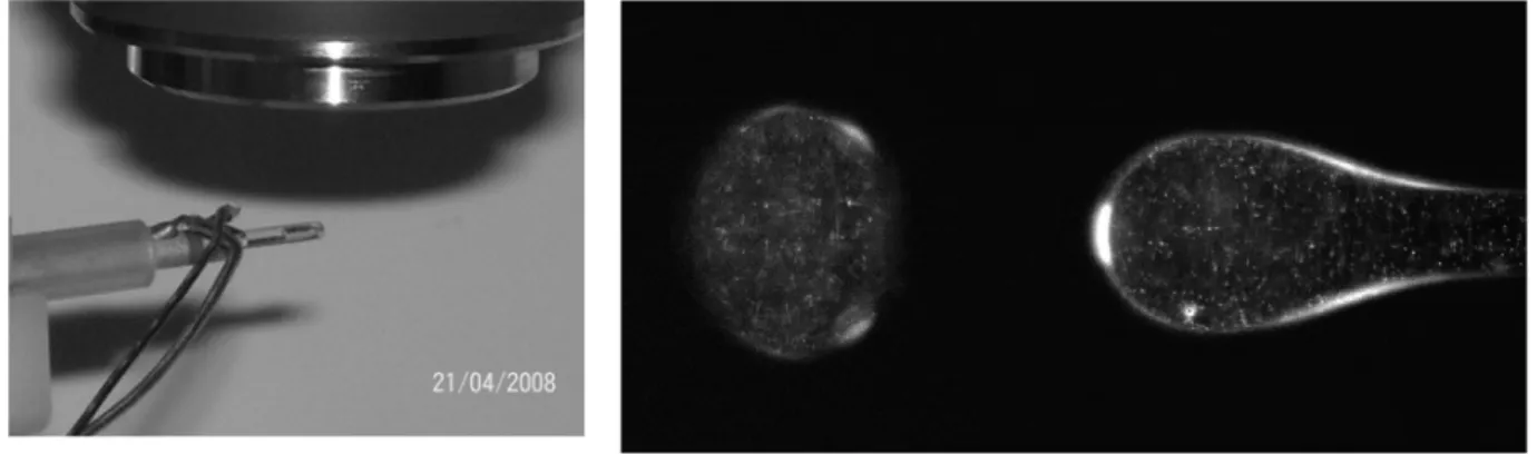 Figure 5 : Gauche, image du tube capillaire, droite  exemple d’image de  micro-PIV  