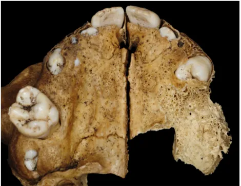 Figure  4  :   Arcade   maxillaire   du   spécimen   FAO90_1296 (courtoisie E. Garot)