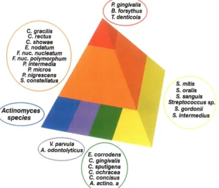 Figure 1 : Complexes bactériens décrit par Sockransky et al. (6,7)  La base de la pyramide se  compose  d’espèces  bactériennes  colonisant  la  surface  dentaire  et  proliférant  à  un  stade  précoce