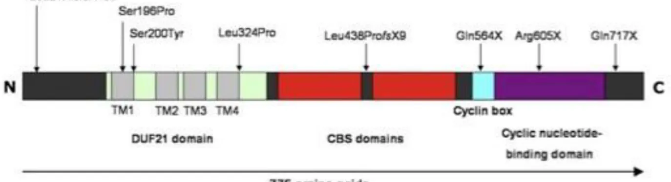 Figure 4 : Schéma du gène CNNM4 (10) 
