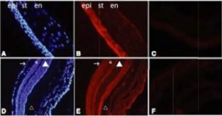 Figure 6 : Immunomarquage d'une incisive inférieure d'une souris de 2 jours. CNNM4 est  localisé dans tous les tissus de la mandibule, y compris le muscle et le tissu conjonctif (B)