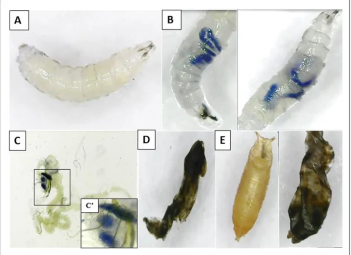 Fig 6 : Coloration au bleu de Trypan chez les larves et larves de 3e stade et lésions des pupes: effet  des nanoparticules de dioxyde de titane au stade larvaire de 3e stade (le bleu trypan est utilisé 